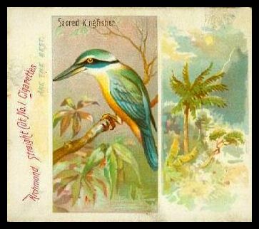 33 Sacred Kingfisher
